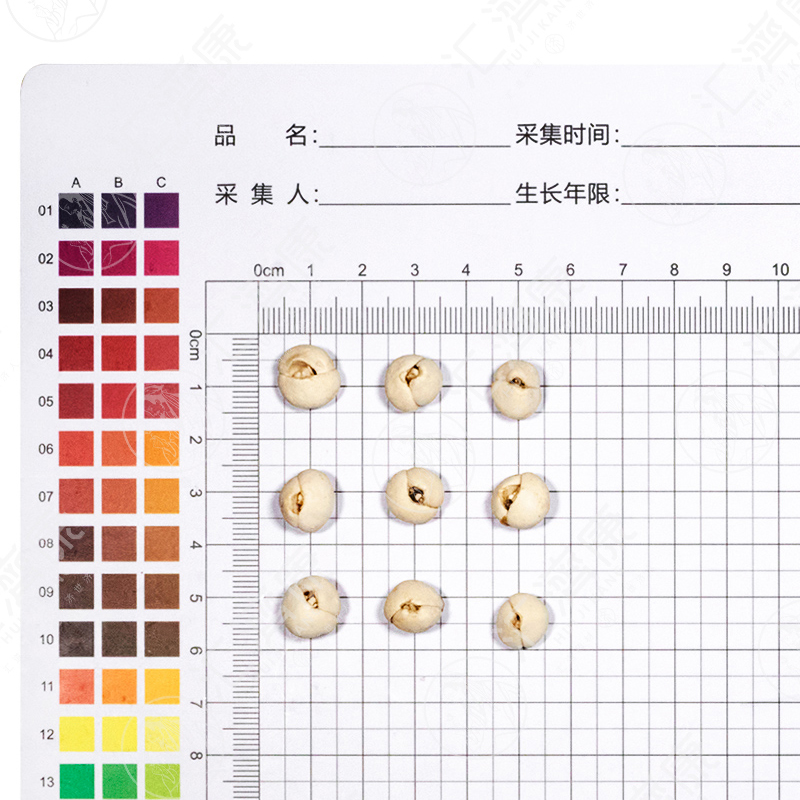 川贝母（青贝） 图片 2