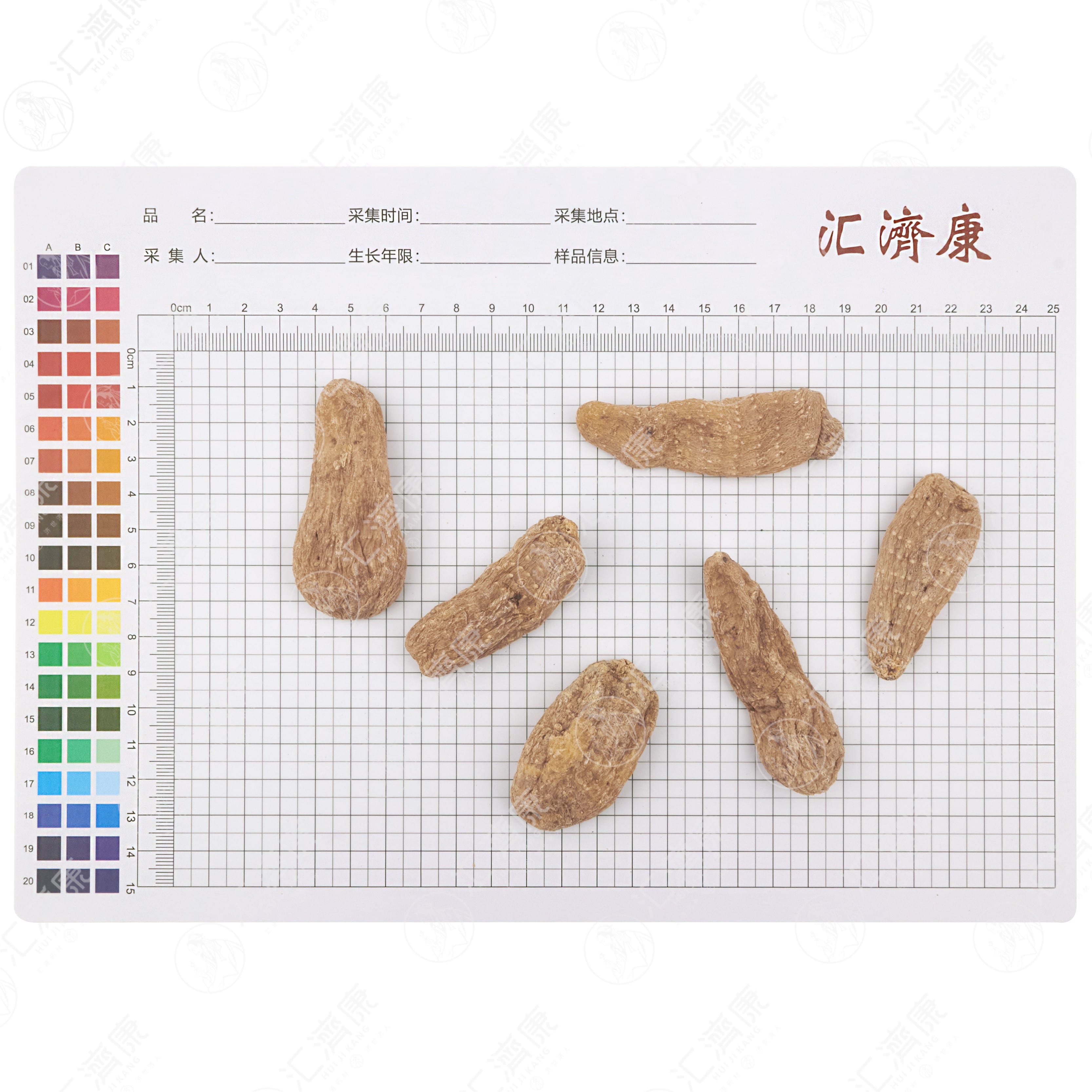 天麻（个） 图片 2