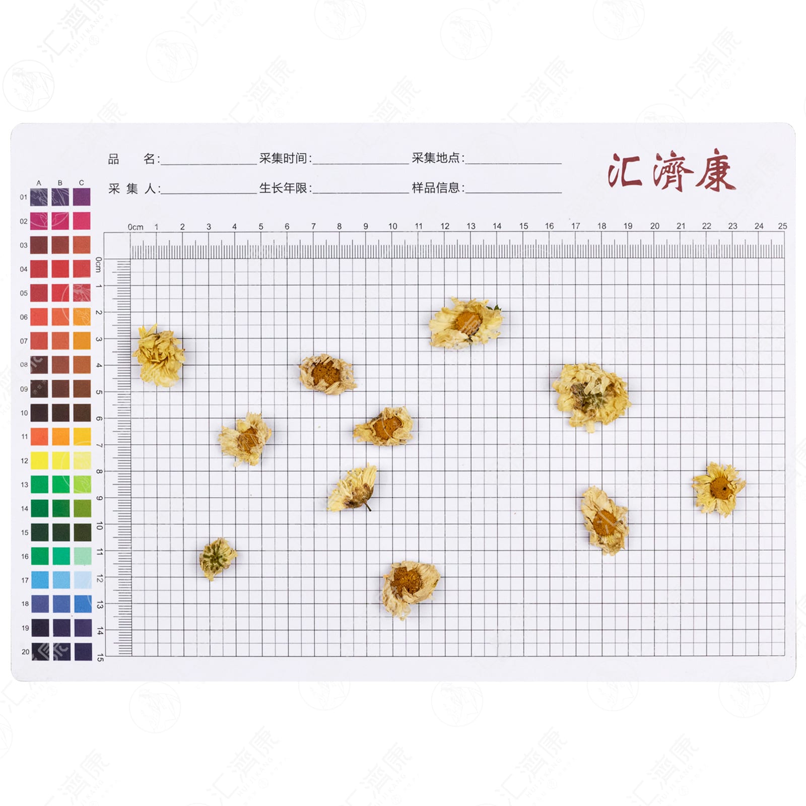 菊花（杭菊） 图片 2