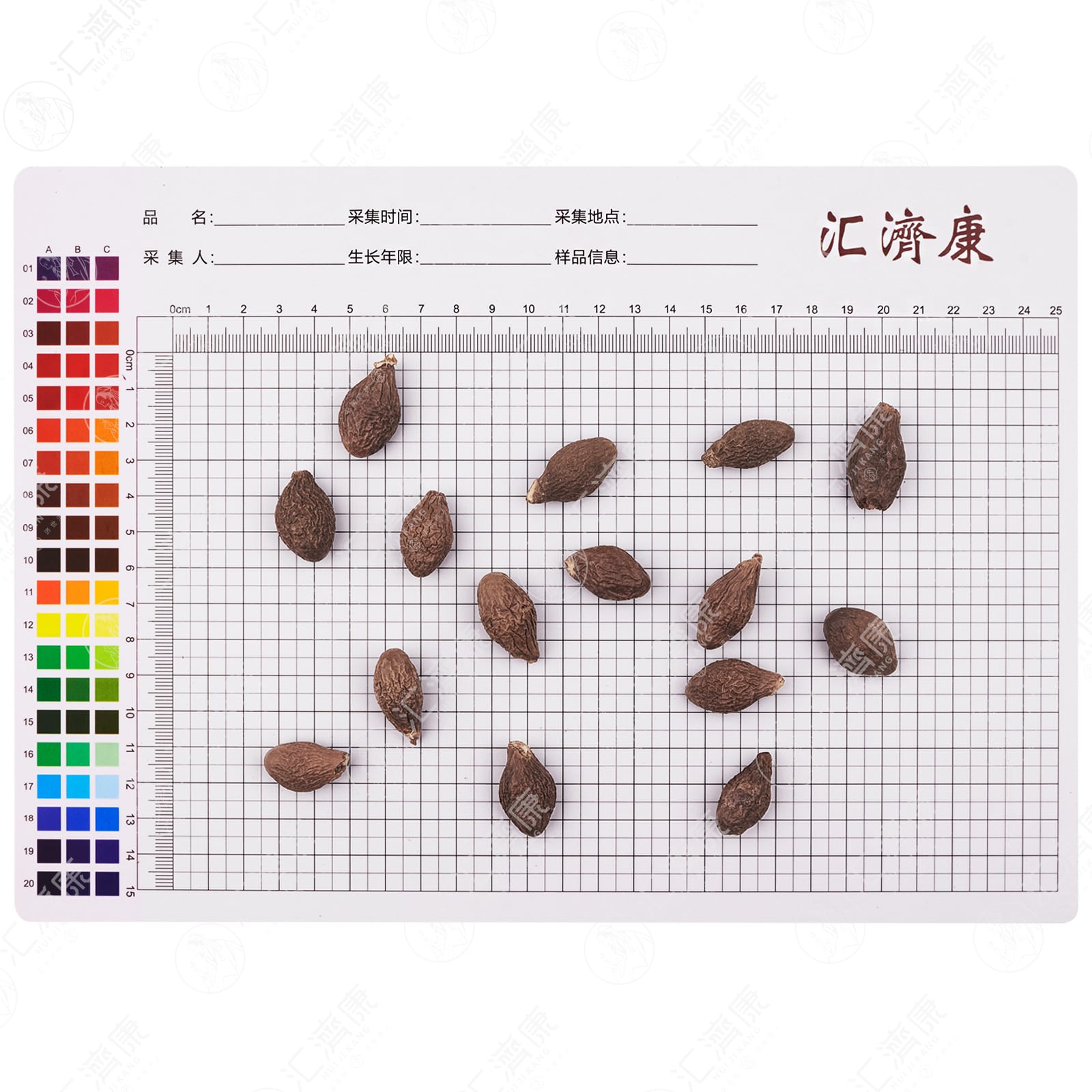 胖大海 图片 2