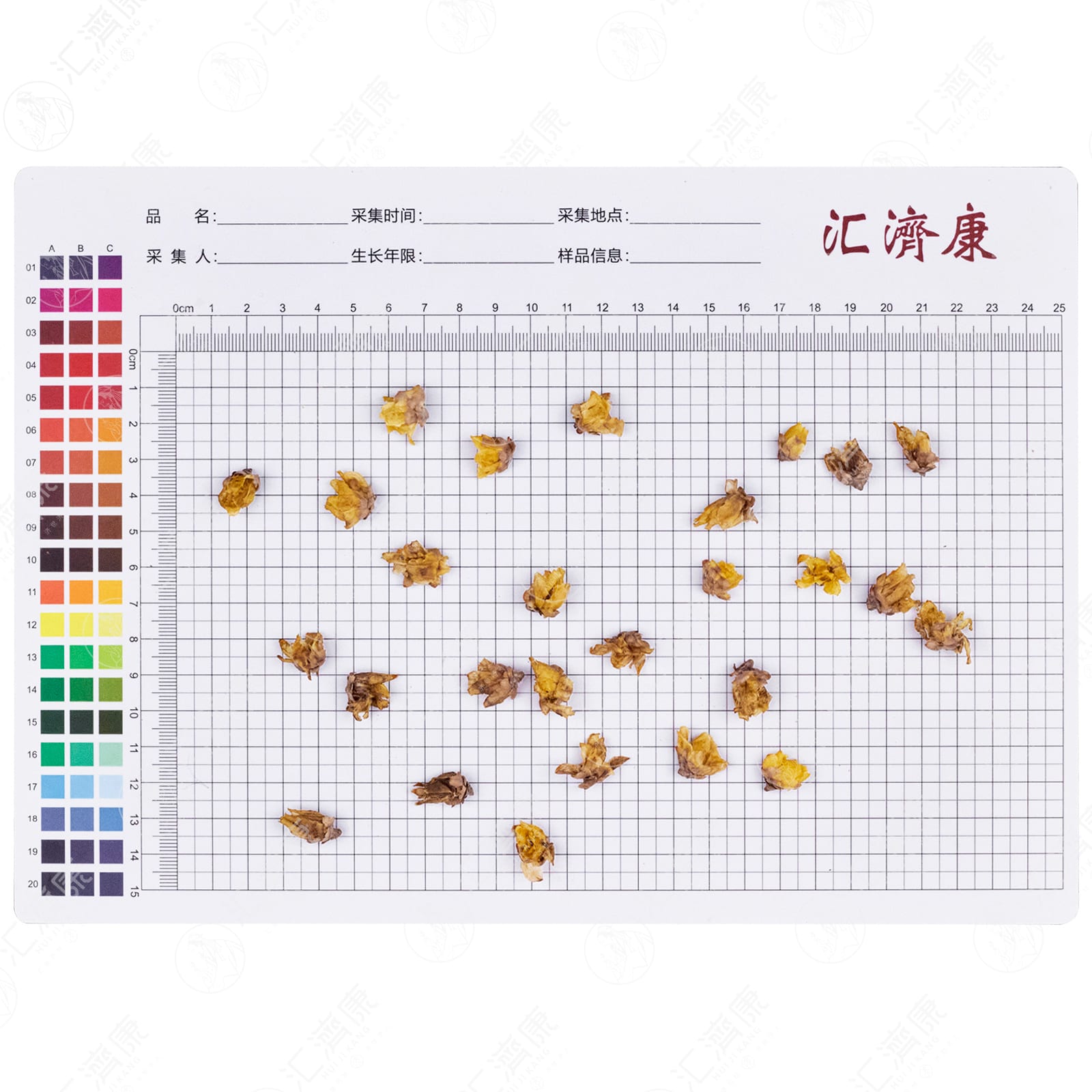 蜡梅花 图片 2