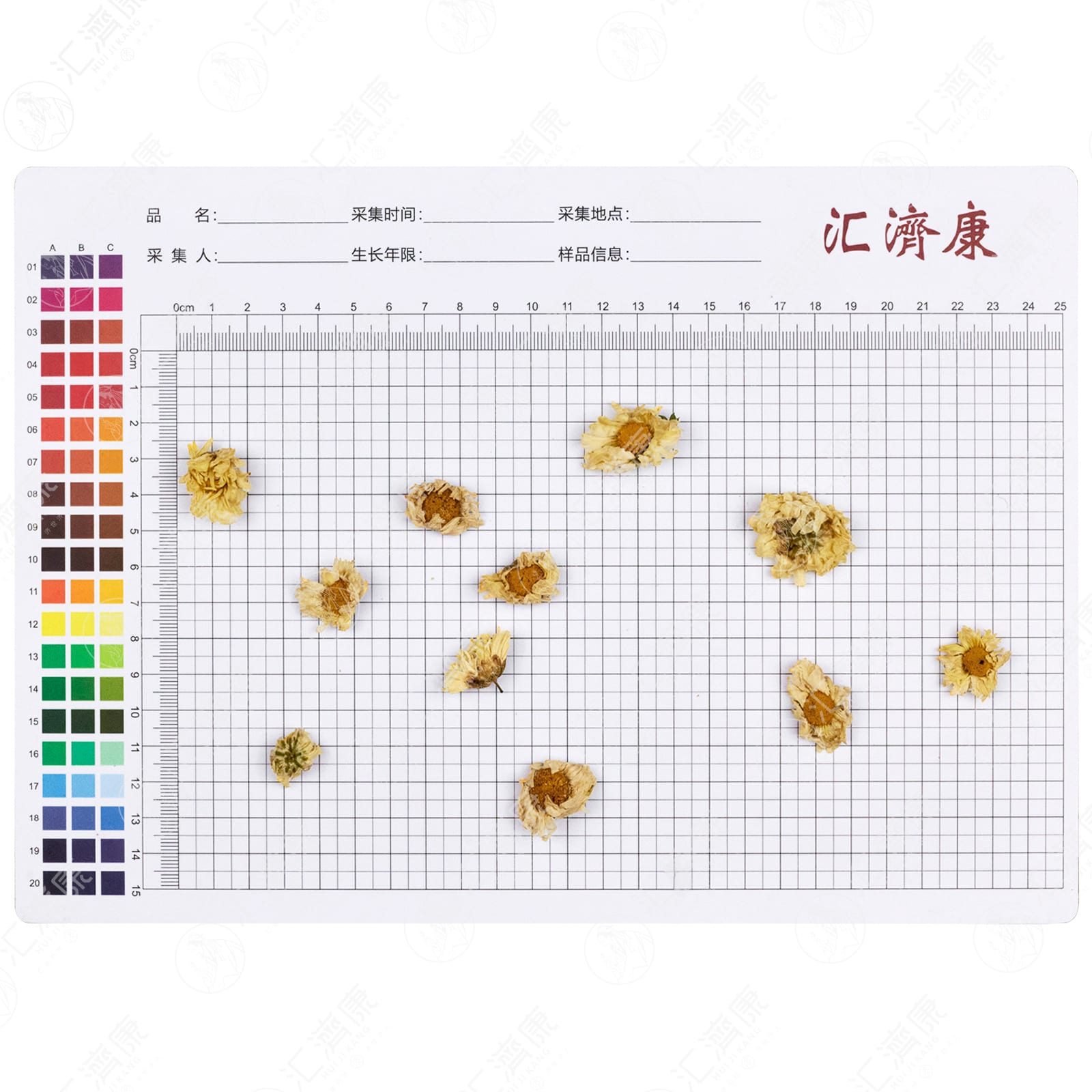菊花（杭菊） 图片 2