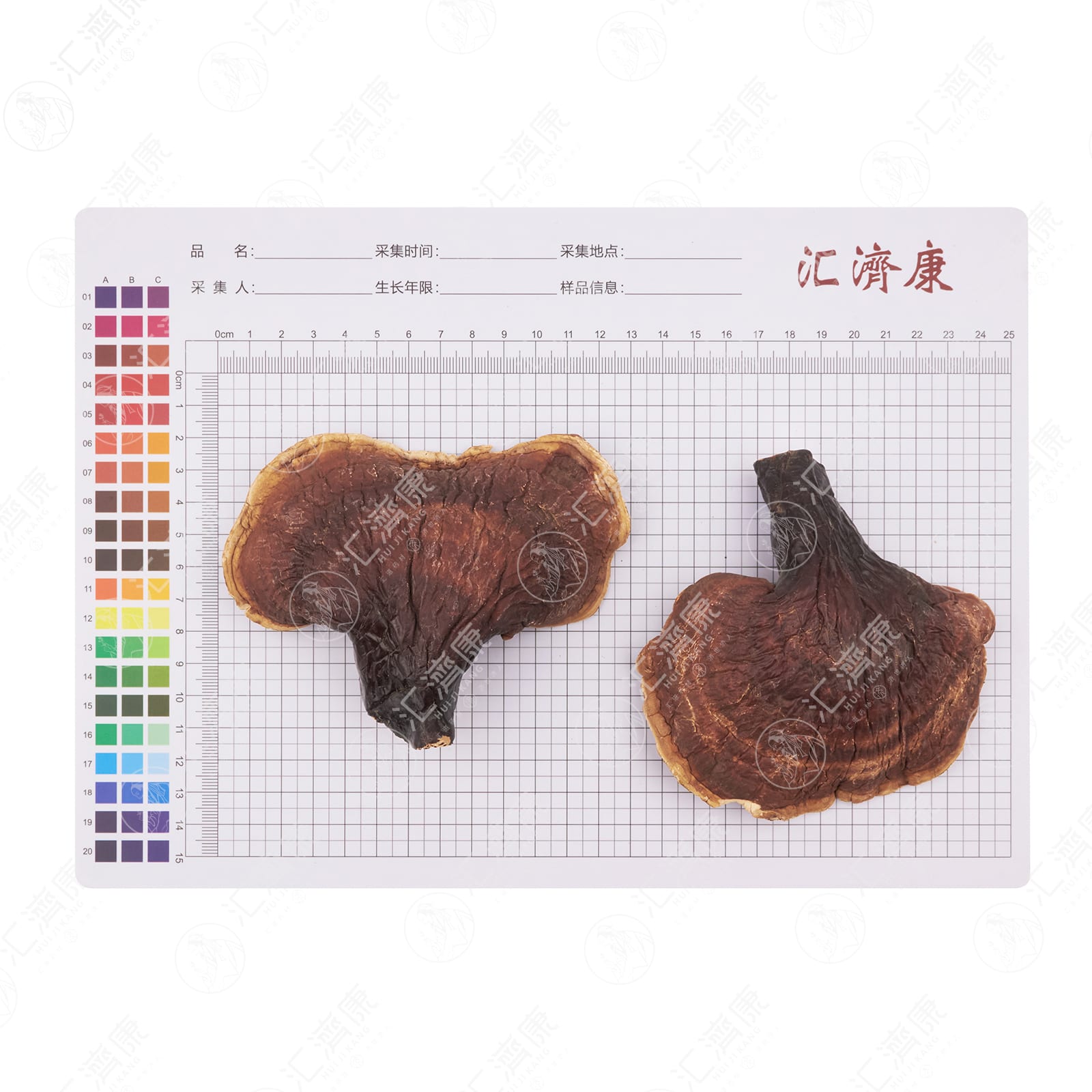 灵芝 图片 2