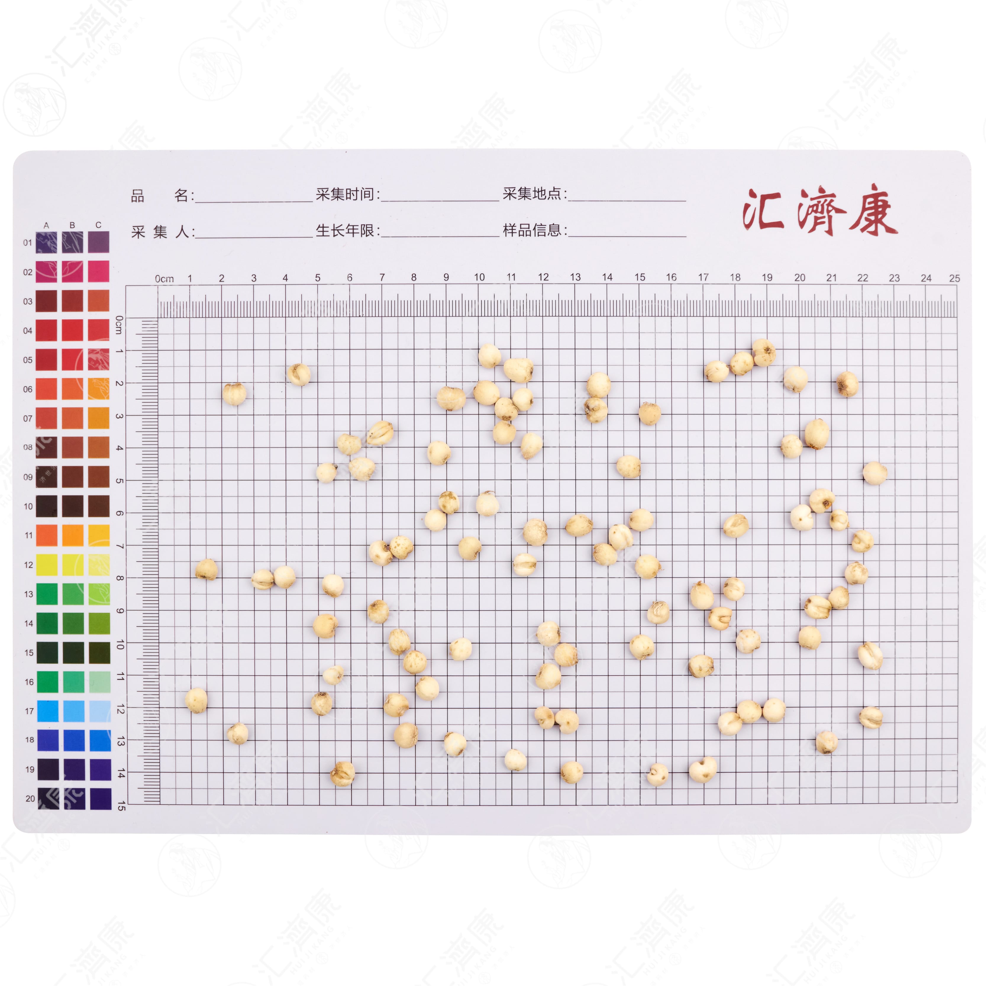 平贝母 图片 2