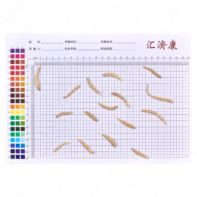 太子参 图片 2