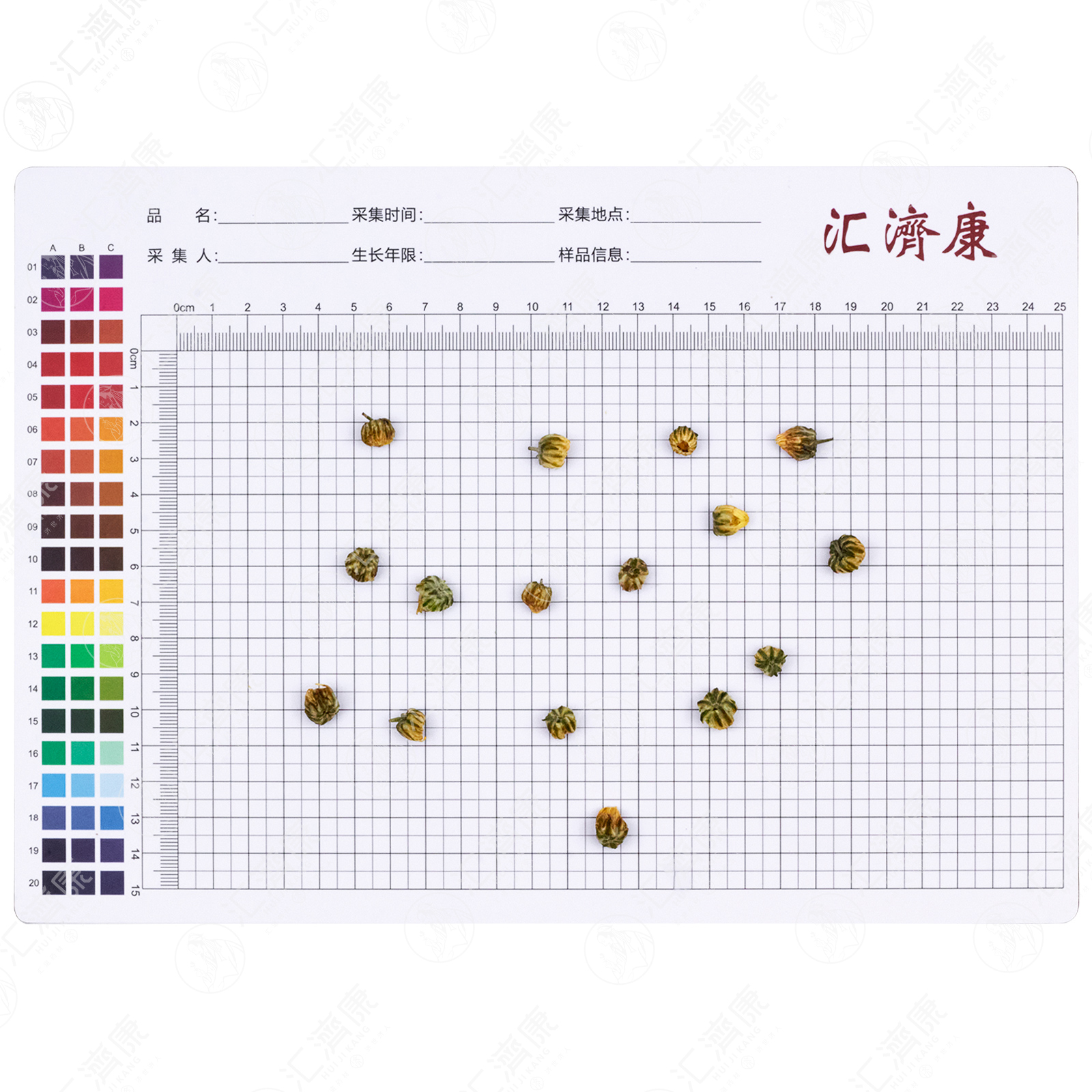 胎菊 图片 2