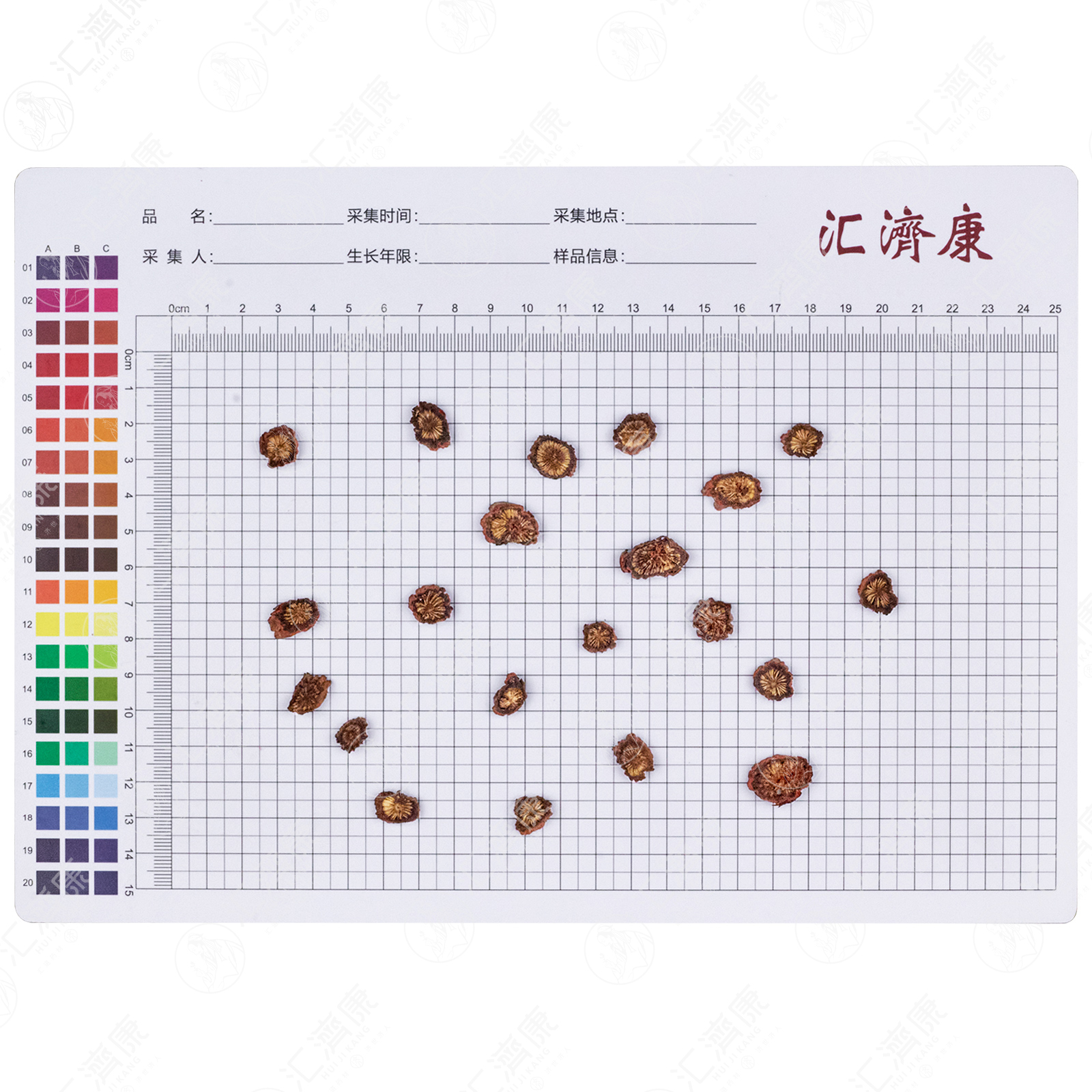 丹参 图片 2