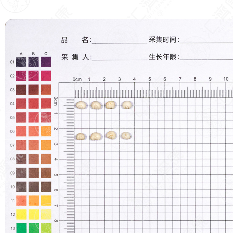 川贝母（松贝） 图片 2