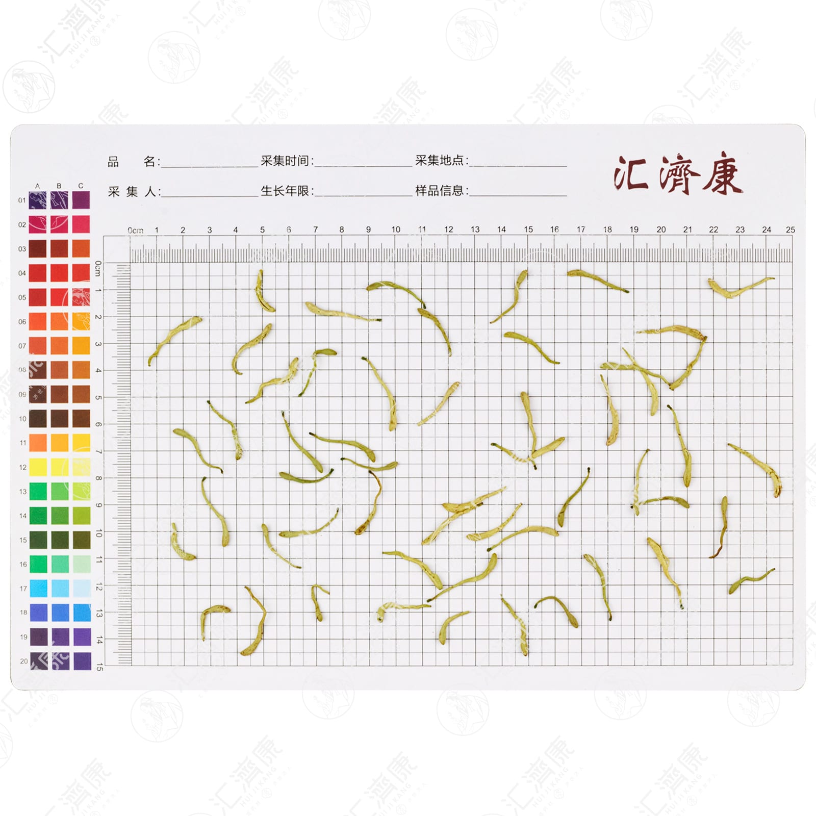 金银花 图片 2