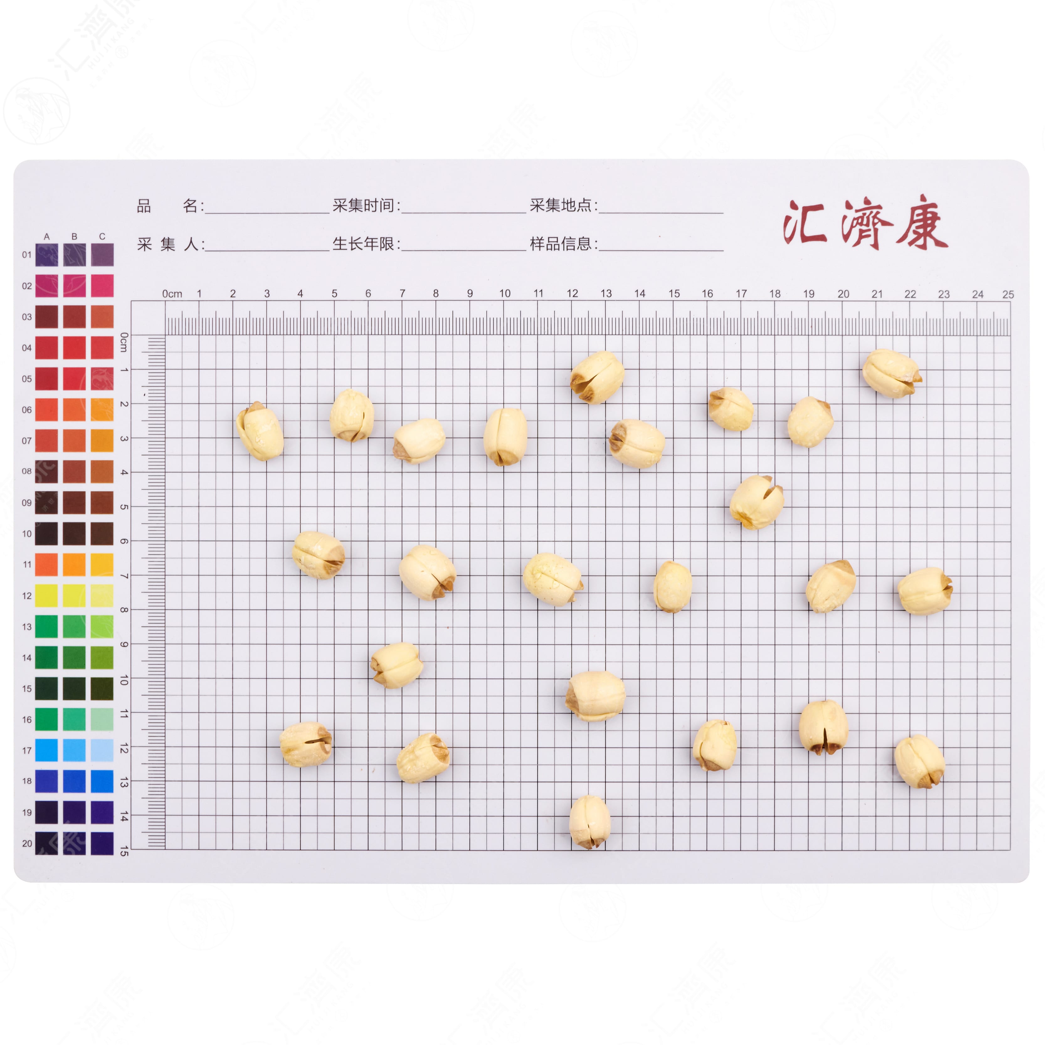 莲子（白莲米） 图片 2