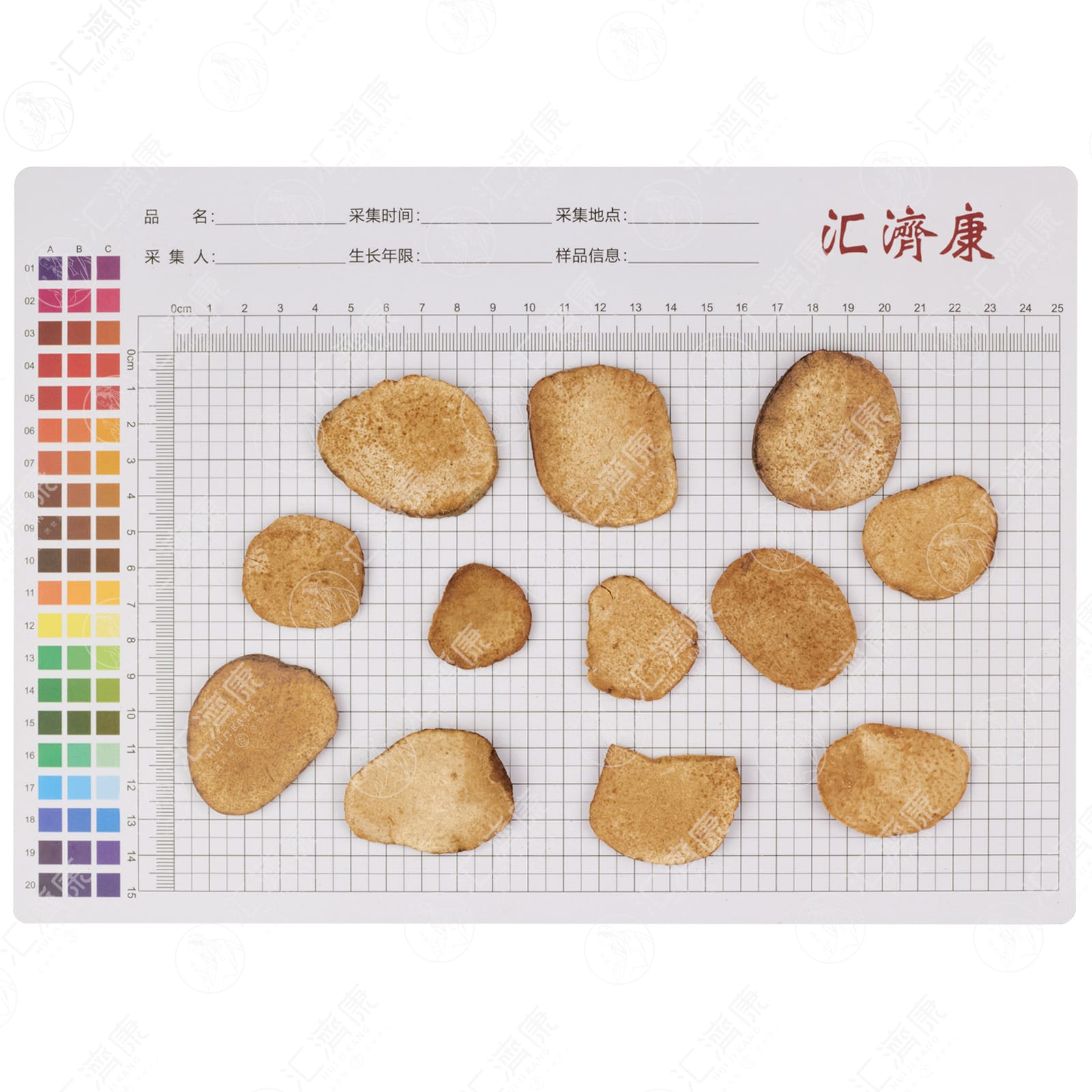 盐泽泻 图片 2
