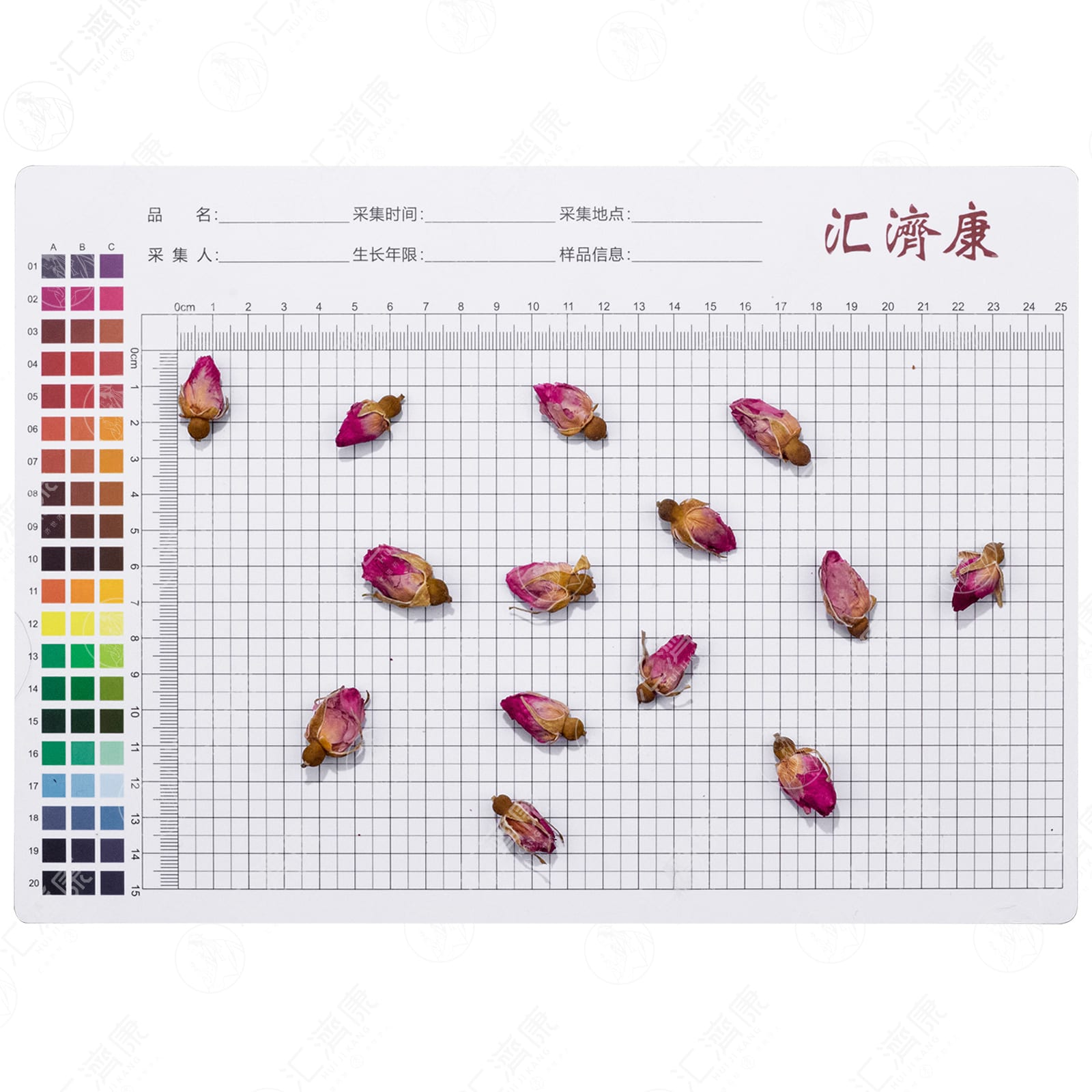 玫瑰花 图片 2